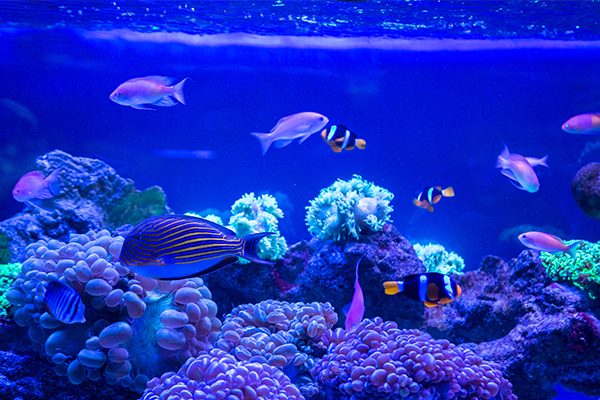 fish tank electricity cost calculator